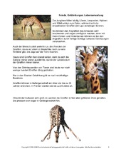 Giraffe-Steckbrief-Seite-5.pdf